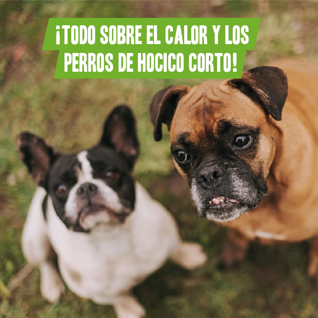 cómo afecta el calor a tu perro